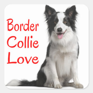 Pegatina Cuadrada Perro Cachorro Border Collie Negro Y Blanco Amor