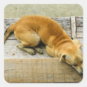 Pegatina Cuadrada Perro callejero durmiendo en Tailandia
