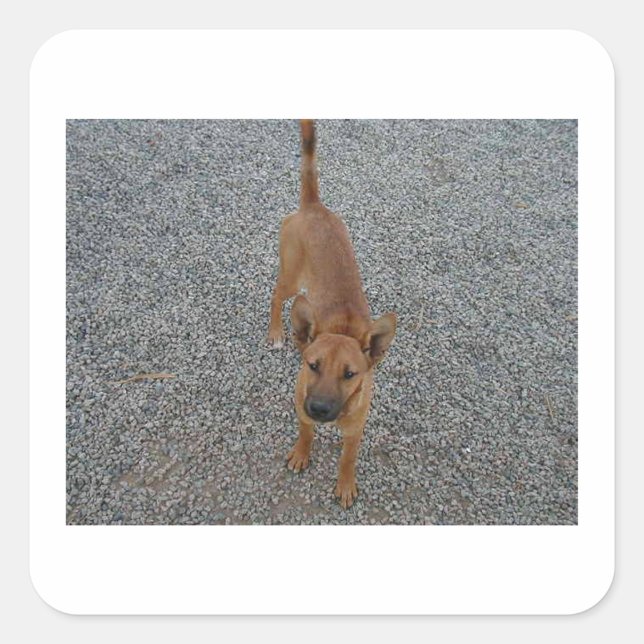 Pegatina Cuadrada Perro Carolina lleno.png (Anverso)