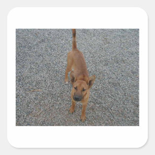 Pegatina Cuadrada Perro Carolina lleno.png