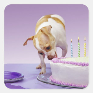 Pegatina Cuadrada Perro (chihuahua) comiendo pastel de cumpleaños en