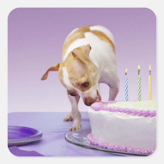 Pegatina Cuadrada Perro (chihuahua) comiendo pastel de cumpleaños en (Anverso)