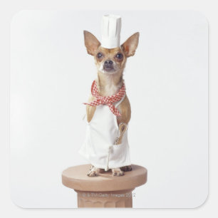 Pegatina Cuadrada Perro chihuahua con blanco del chef, toma de estud
