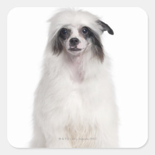 Pegatina Cuadrada Perro chino en reposo (7 meses de edad)