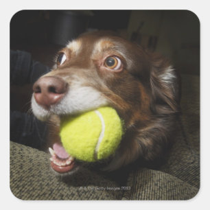Pegatina Cuadrada Perro con bolas de tenis