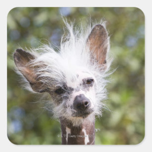 PEGATINA CUADRADA PERRO CON CRESTA CHINO (SIN PELO)