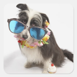 Pegatina Cuadrada Perro con gafas de sol y parfait