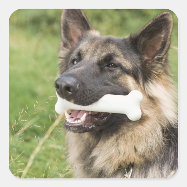Pegatina Cuadrada Perro con hueso (Anverso)