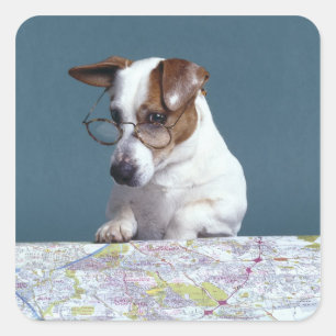 Pegatina Cuadrada Perro con lentes de lectura estudiando el mapa