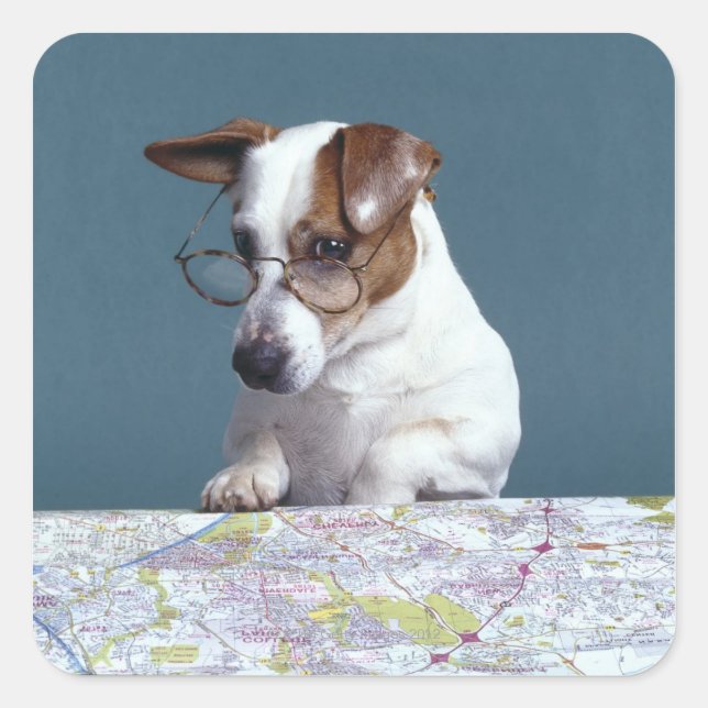 Pegatina Cuadrada Perro con lentes de lectura estudiando el mapa (Anverso)