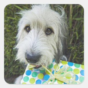 Pegatina Cuadrada Perro con regalo en la boca