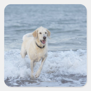 Pegatina Cuadrada Perro corriendo en el agua en la playa.