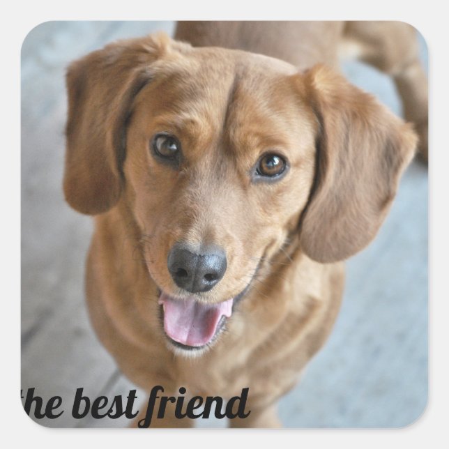 Pegatina Cuadrada Perro Cute (Anverso)