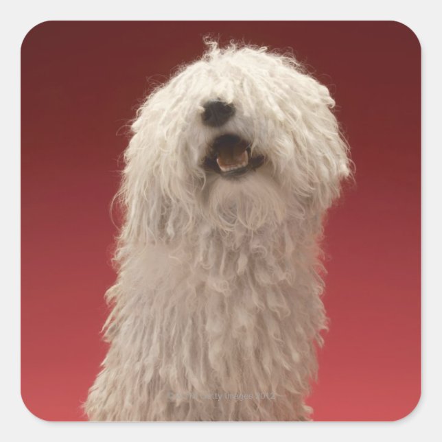 Pegatina Cuadrada Perro Cute Komondor (Anverso)