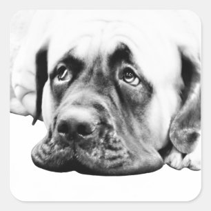 Pegatina Cuadrada Perro Cute Mastiff