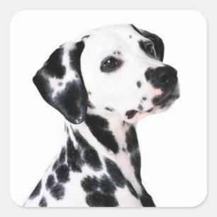 Pegatina Cuadrada Perro Dalmatiano Cute