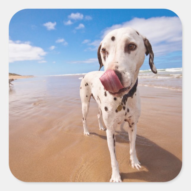 Pegatina Cuadrada Perro Dalmatiano En La Playa (Anverso)