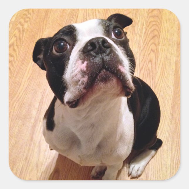Pegatina Cuadrada Perro de Boston Terrier (Anverso)