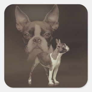 Pegatina Cuadrada Perro de Boston Terrier