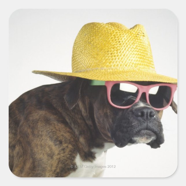 Pegatina Cuadrada Perro de boxeo con gorra y gafas (Anverso)