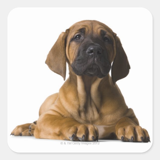 Pegatina Cuadrada Perro de cachorro (Anverso)