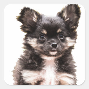 Pegatina Cuadrada Perro de cachorro chihuahua