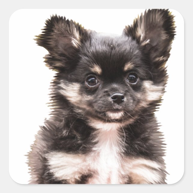 Pegatina Cuadrada Perro de cachorro chihuahua (Anverso)