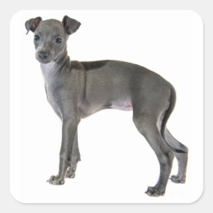 Pegatina Cuadrada Perro de cachorro gris italiano