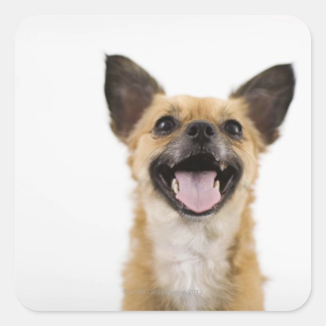 Pegatina Cuadrada Perro de colocación (Anverso)