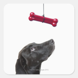 Pegatina Cuadrada Perro de laboratorio negro mezclado con hueso de p