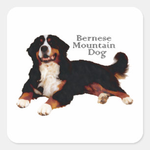 Pegatina Cuadrada Perro de montaña bernés