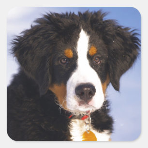 Pegatina Cuadrada Perro de montaña bernés - Foto de cachorro lindo