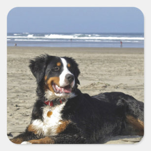 Pegatina Cuadrada Perro de montaña de Bernese