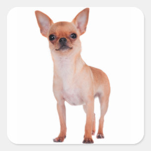 Pegatina Cuadrada Perro de pimienta chihuahua de pelo corto