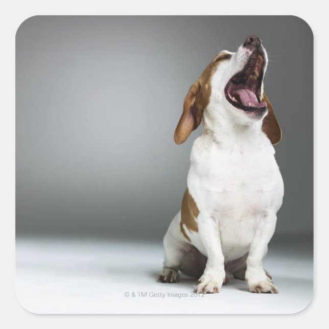Pegatina Cuadrada Perro de raza mixta bostezando (Anverso)