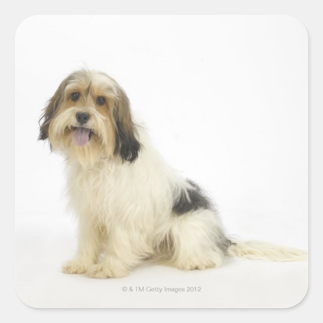 Pegatina Cuadrada Perro en blanco 104 (Anverso)