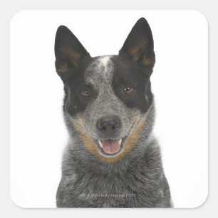 Pegatina Cuadrada Perro en blanco 5