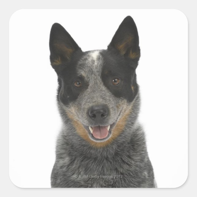 Pegatina Cuadrada Perro en blanco 5 (Anverso)