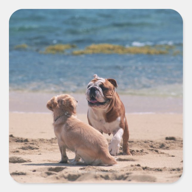 Pegatina Cuadrada Perro en la playa de Sandy (Anverso)