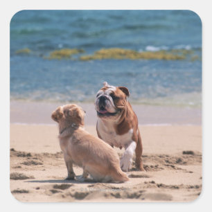 Pegatina Cuadrada Perro en la playa de Sandy
