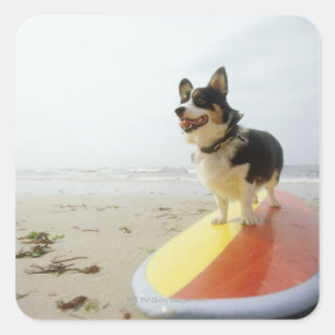 Pegatina Cuadrada Perro en tabla de surf