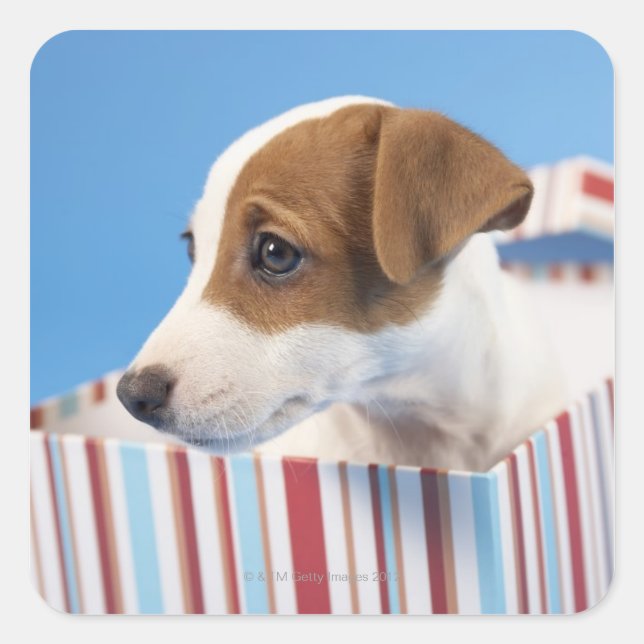 Pegatina Cuadrada Perro en una caja de regalos (Anverso)
