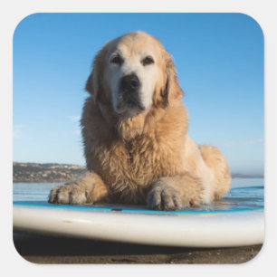 Pegatina Cuadrada Perro Golden Retriever Sobre Una Tabla De Remo