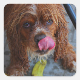 Pegatina Cuadrada Perro húmedo con banana