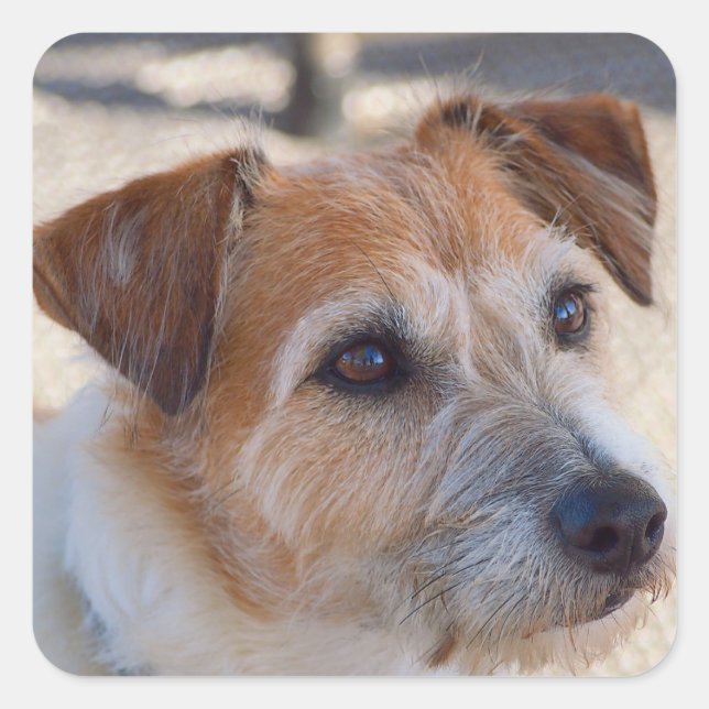 Pegatina Cuadrada Perro lindo (Anverso)