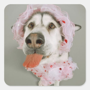 Pegatina Cuadrada Perro malamute con un tutu y pegando