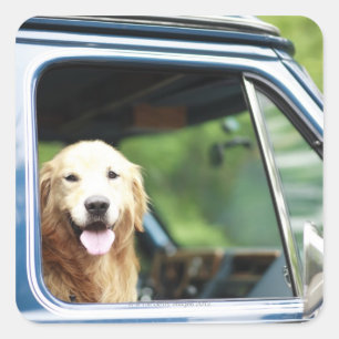 Pegatina Cuadrada perro mascota sentado en un auto