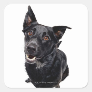 Pegatina Cuadrada Perro negro