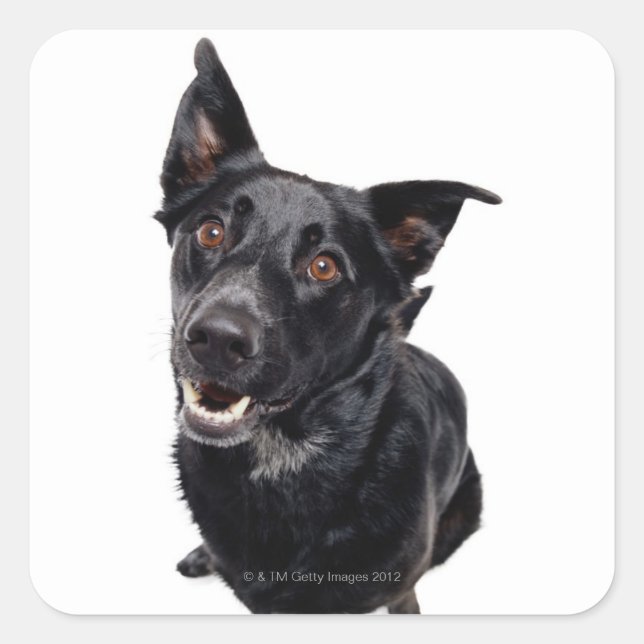 Pegatina Cuadrada Perro negro (Anverso)