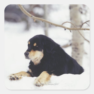 Pegatina Cuadrada Perro negro en la nieve